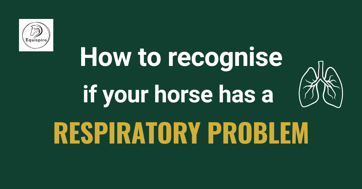 Read more about the article How to recognise if your horse has a respiratory problem