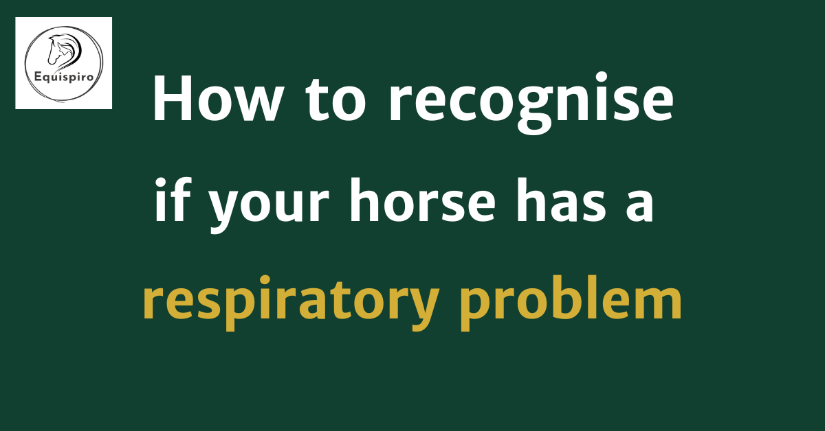 How to recognise respiratory problems in horses