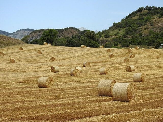 Hay bales