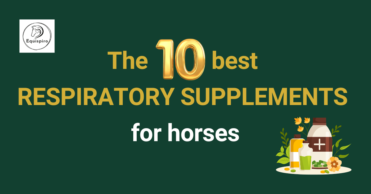 The 10 best respiratory supplements for horses: What works and why