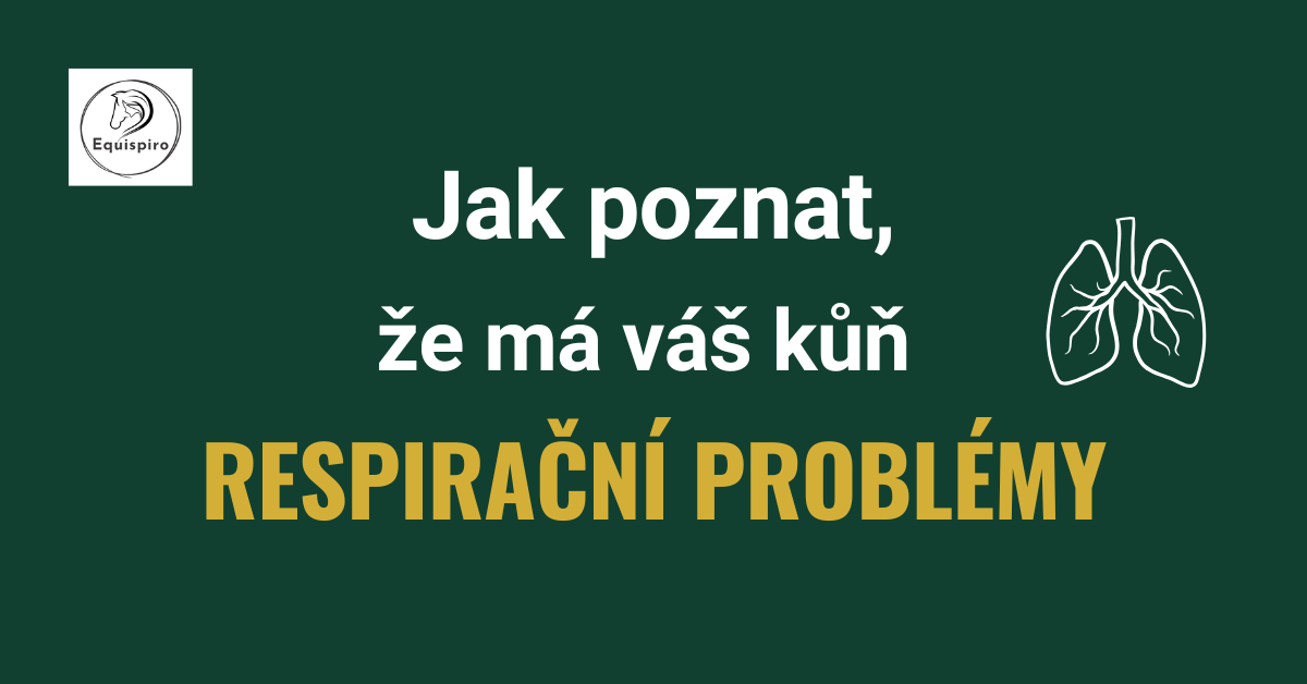 Přečtete si více ze článku Jak poznat, že má váš kůň respirační problémy