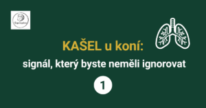 Přečtete si více ze článku Kašel u koní: signál, který byste neměli ignorovat